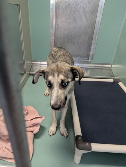 Cedar (Special Counseling Required)