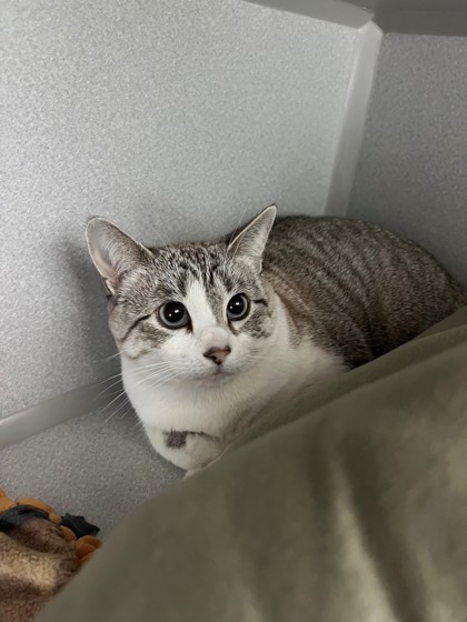 Purrfect Paula