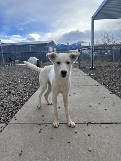 Douglas (Special Counseling Required)