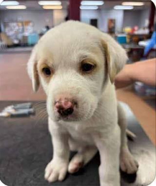 Pookie *In Foster*