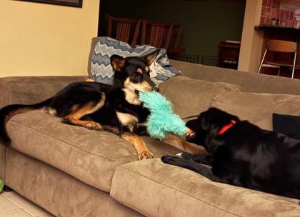 Gretchen *In Foster - Appointment Required*3