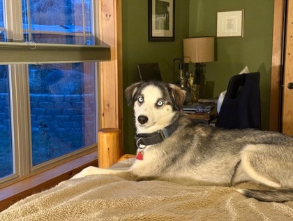 Ponderosa *In Foster*3