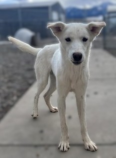 Douglas (Special Counseling Required)