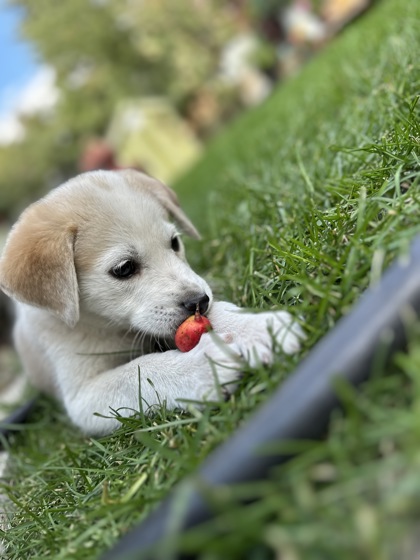 Benjamin *In Foster*3