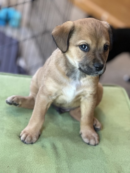 Toby *In Foster*