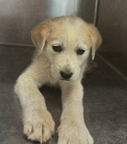 Benjamin *In Foster*