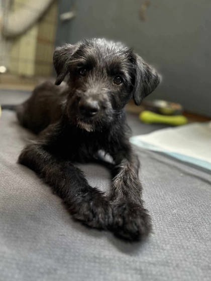 Tarot *In Foster*