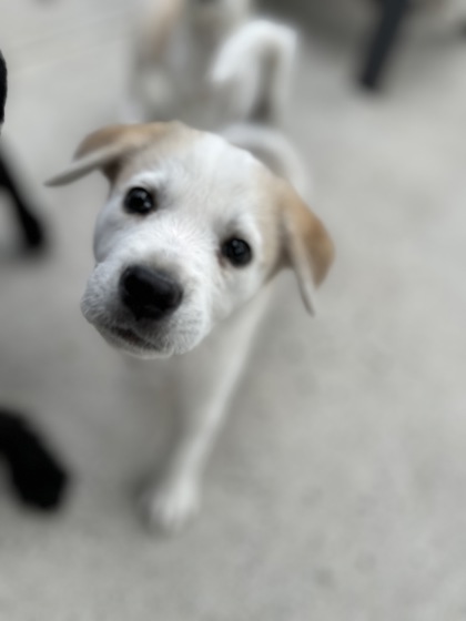 Button *In Foster*2
