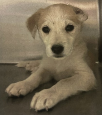 Button *In Foster*