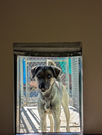 Birch (Special Counseling Required)3