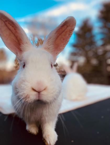 Lloyd *In Foster - Appointment Required**