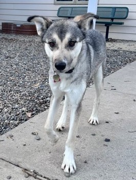 Willow *In Foster - Appointment Required**3