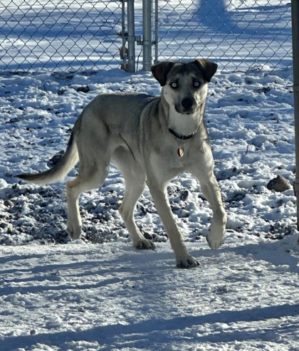 Cedar (Special Counseling Required)