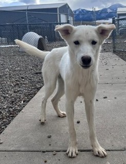 Douglas (Special Counseling Required)2