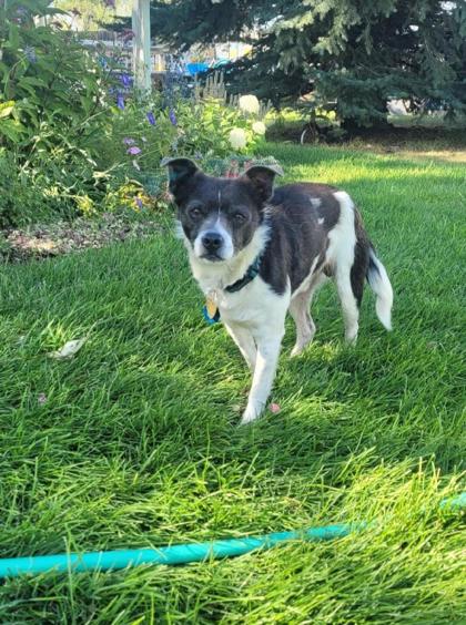 Leo *In Foster*