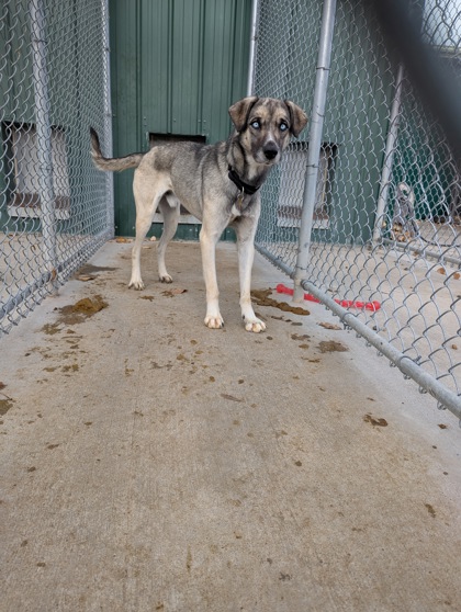 Birch (Special Counseling Required)2