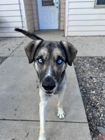 Birch (Special Counseling Required)