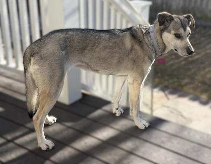 Mia *In Foster - Appointment Required**3