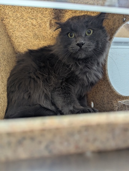 Ulysses *Working Cat*2