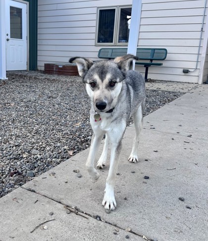 Willow (Special Counseling Required)