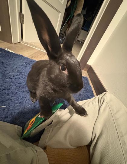 Waffle *Appointment required* photo