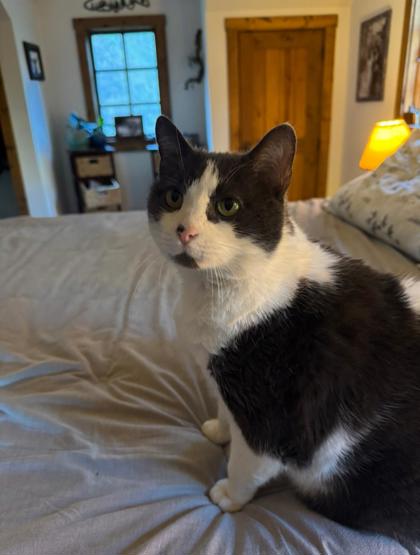 Charlie *In Foster*