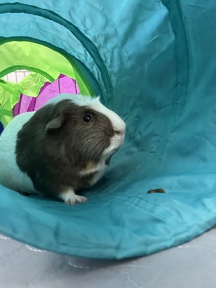 Pumba