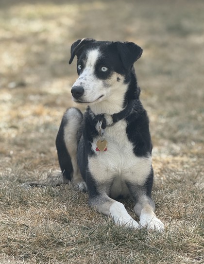 Holly *In Foster - Appointment Required**