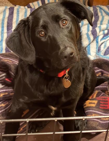 Gretchen *In Foster - Appointment Required*2