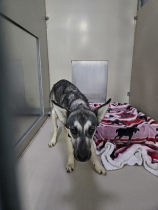 Aspen (Special Counseling Required)2