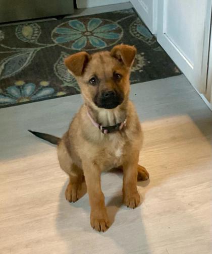 Glacier *In Foster*