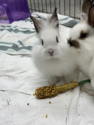 Penne2