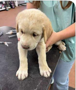 Kota *In Foster*