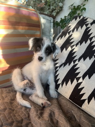 Dipper *In Foster*