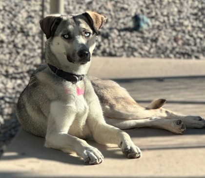 Cedar (Special Counseling Required)