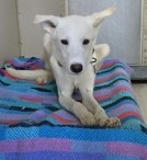 Douglas (Special Counseling Required)