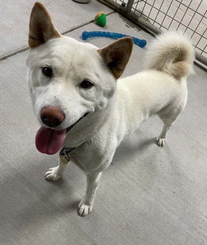 Koda