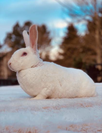 Lloyd *In Foster - Appointment Required**2