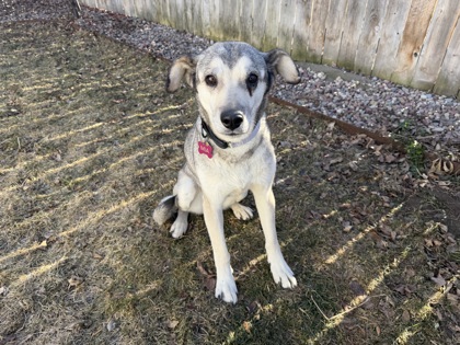 Mia *In Foster - Appointment Required**