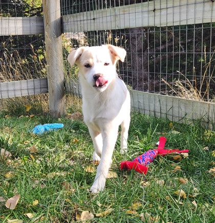 Hayleigh *At Petco on 11/7*