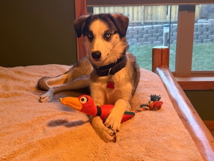 Ponderosa *In Foster*