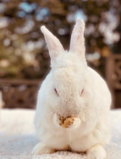 Ellis *In Foster - Appointment Required**2