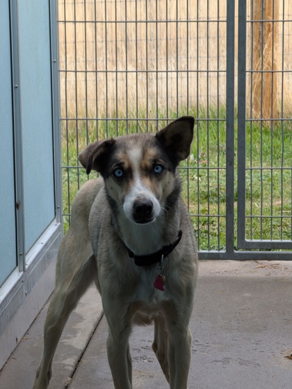 Olive (Special Counseling Required)