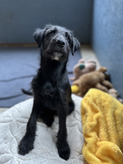 Tarot *In Foster*