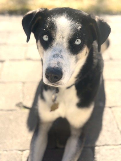 Holly *In Foster - Appointment Required**3