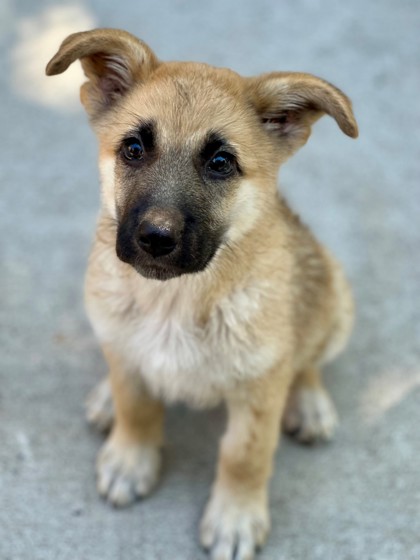 Roo *In Foster*