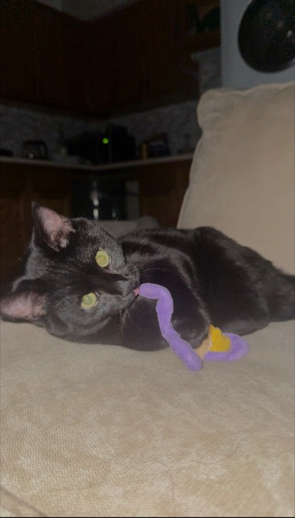 Cholula *In Foster*2