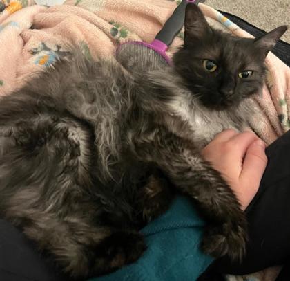 Gillie *In Foster - Diabetic Cat*2