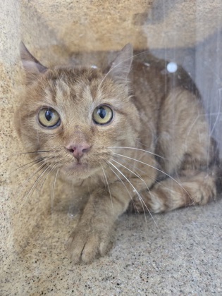 Tyson *Working Cat*2