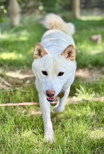 Koda *At Sleepover*